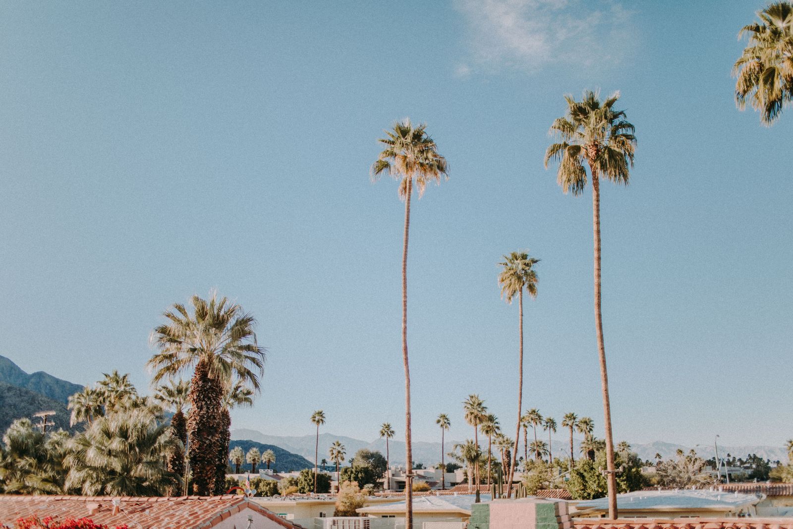 Palm trees lining a street in a Southern California neighborhood